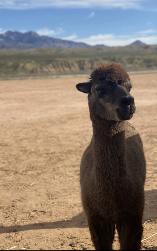 An alpaca looking off to the side while in the desert at Camel Safari