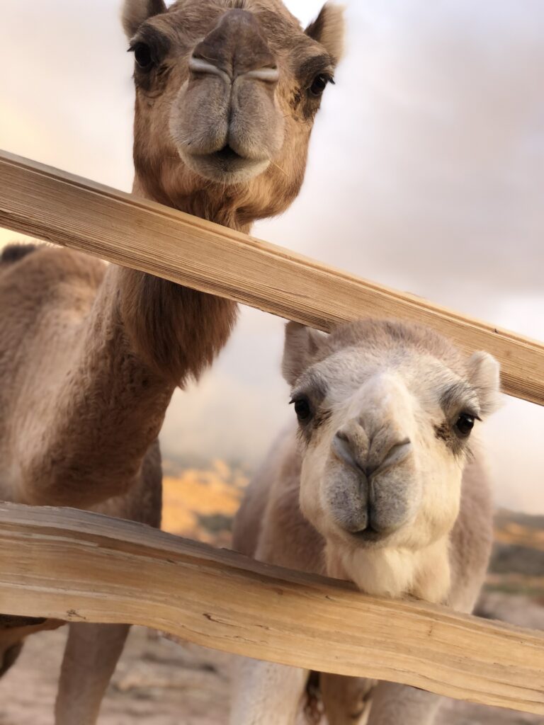 Two camels looking through a fence