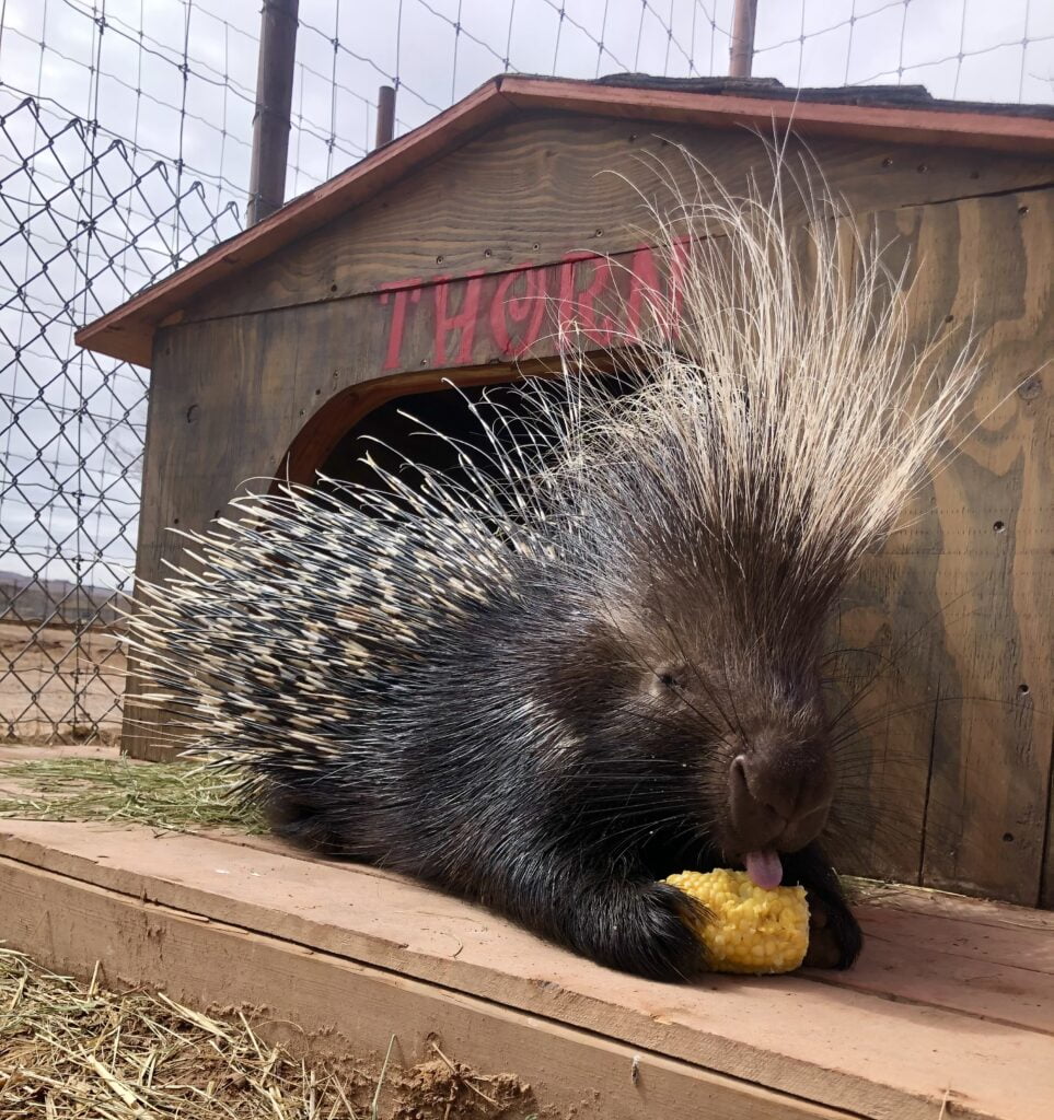 An African Crested porcupine eating food