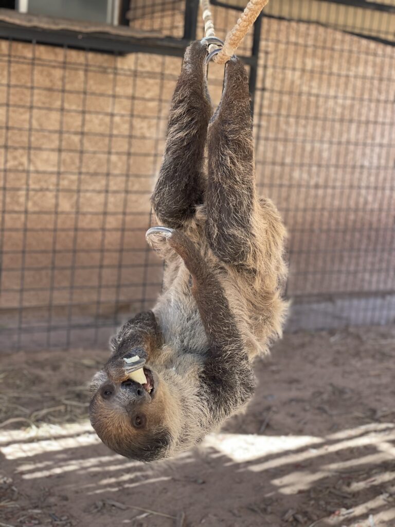 A two-toed sloth hanging upside down at Camel Safari