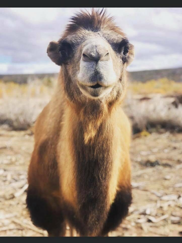 A camel looking straight at the camera