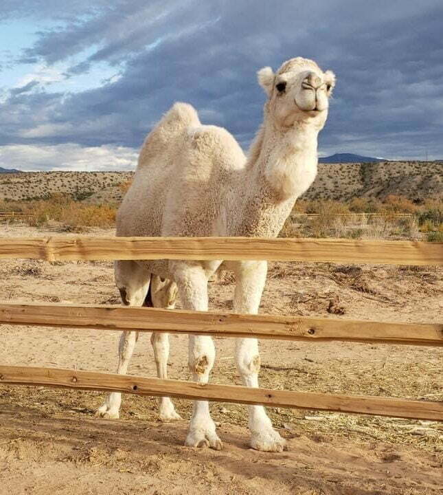 A Dromedary camel looking over the fence with the Las Vegas desert in the background